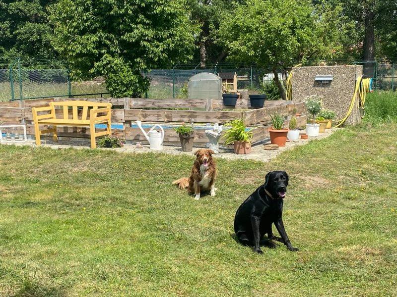 Ferienhaus Am Muehlgraben Thale Bagian luar foto