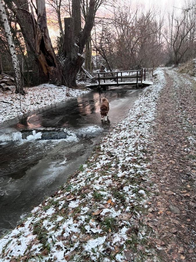 Ferienhaus Am Muehlgraben Thale Bagian luar foto